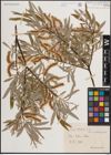 Foto von Salix eleagnos Scop.